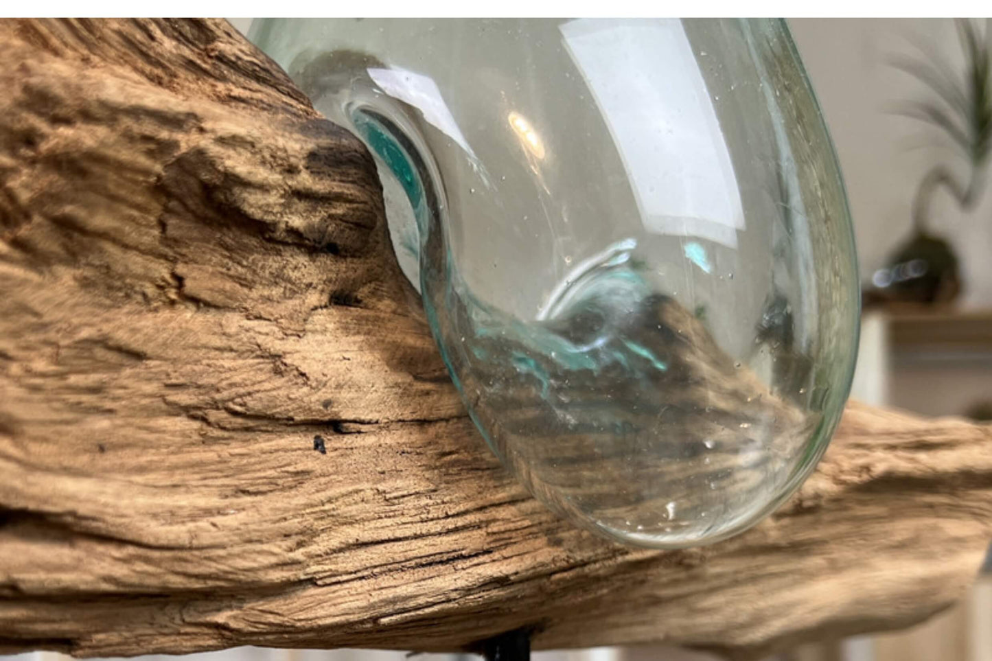 Molten Glass on Driftwood – Hand Blown Recycled Glass Terrarium & Succulent Planter